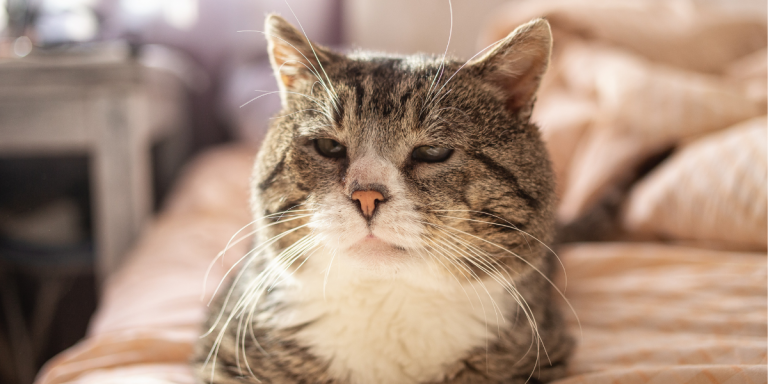 How To Cope With Losing a Cat