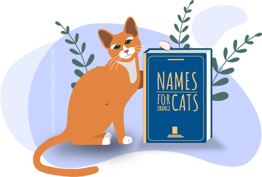300 Best Orange Cat Names: Male, Female & Unisex Names