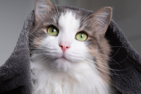 101 Ridiculously Cute Name Ideas For Your New Kitten