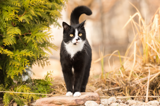 Do Cats Have Emotions?