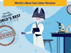 World’s Best Cat Litter featured image
