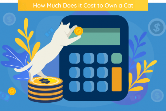 How Much Does it Cost to Own a Cat in 2024?