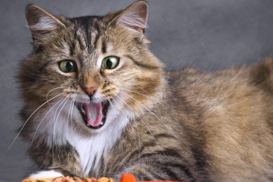 175 Best Siberian Cat Names and Meanings