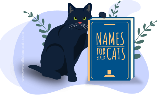 550 Best Black Cat Names With Meaning