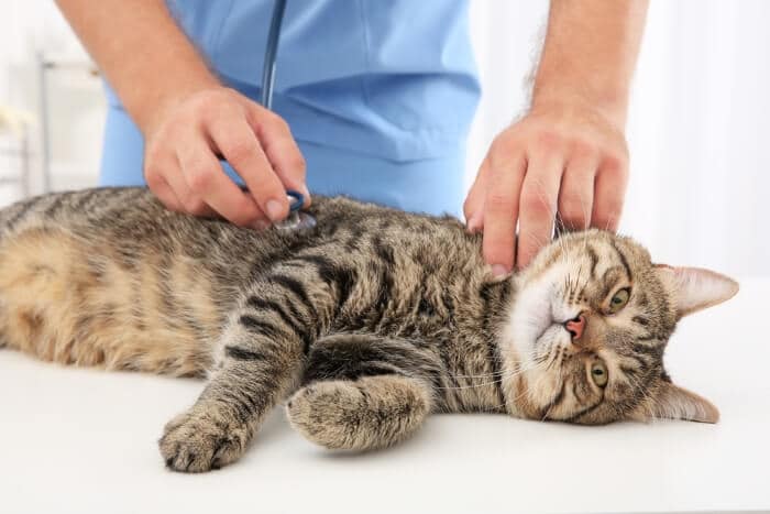 Hyperthyroidism in Cats