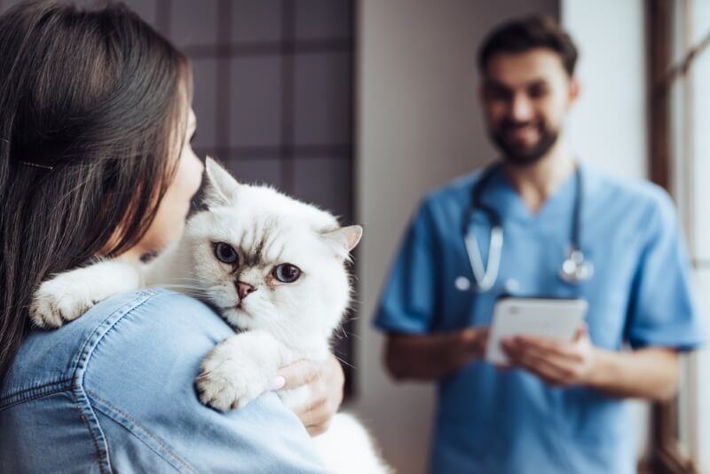  visual depiction of a veterinarian conducting an examination on a cat while the cat is gently held by its owner.