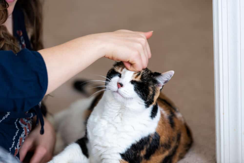 All About Calico Cats Feature