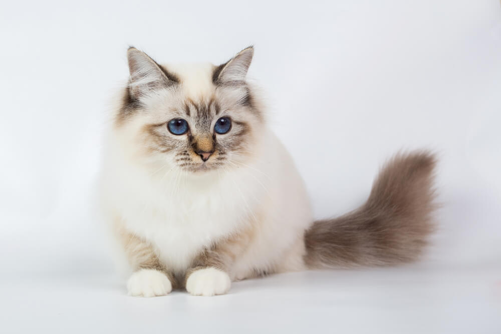 Adorable Birman kitten showcasing its charm and innocence.