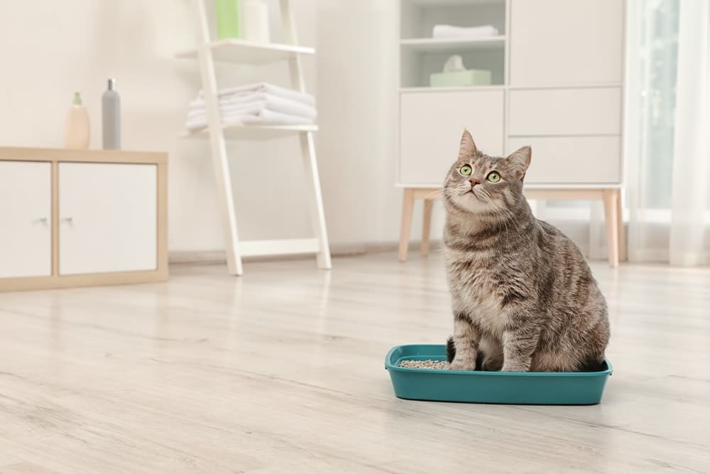 cat looking up and sitting in the litter box 