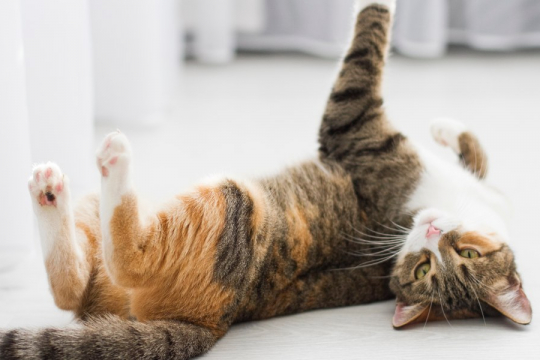 Cat in Heat (Estrus Cycles): Signs, Symptoms, and Care