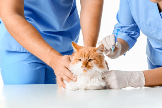 Inflammatory Bowel Disease (IBD) in Cats: Symptoms, Diagnosis, and Treatment