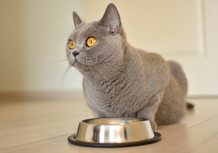 An image illustrating a pregnant cat with no appetite, highlighting the issue of reduced food intake during pregnancy.