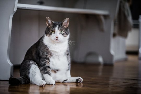 Feline Obesity - Causes, Symptoms & Treatment