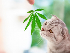 CBD oil for cats cat sniffing cannabis leaf