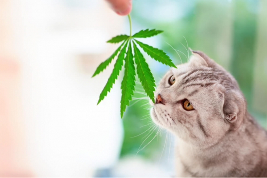 CBD Oil For Cats: What It Is & How To Use It