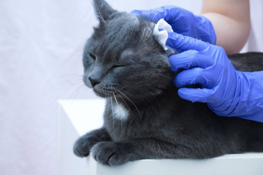 Ear Mites in Cats: Causes, Symptoms & Treatment
