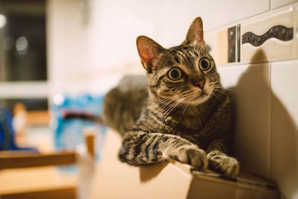 feline hyperesthesia cat with dilated pupils