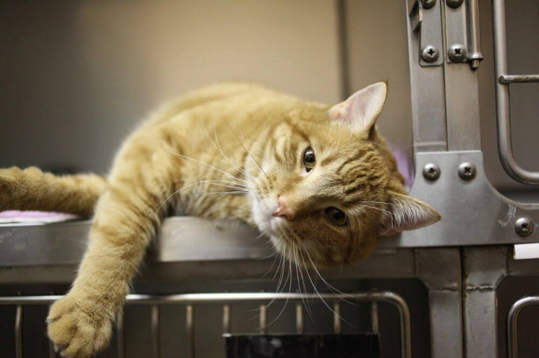 Pancreatitis in Cats: Causes, Symptoms, & Treatment