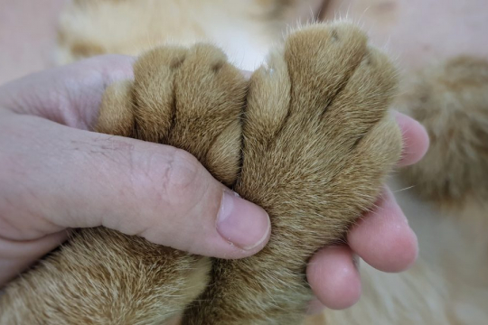 Declawing Cats: What You Need To Know