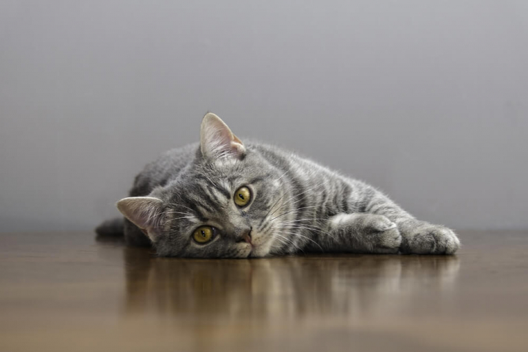 Feline Aids: Causes, Symptoms, & Treatment