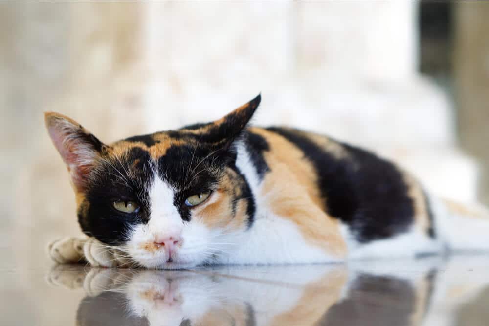 Image depicting a lethargic cat with Feline Immunodeficiency Virus (FIV), emphasizing the importance of understanding this condition and providing appropriate care and support to maintain the cat's quality of life.