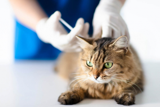 Cerenia for Cats: How It Works, Side Effects, and More