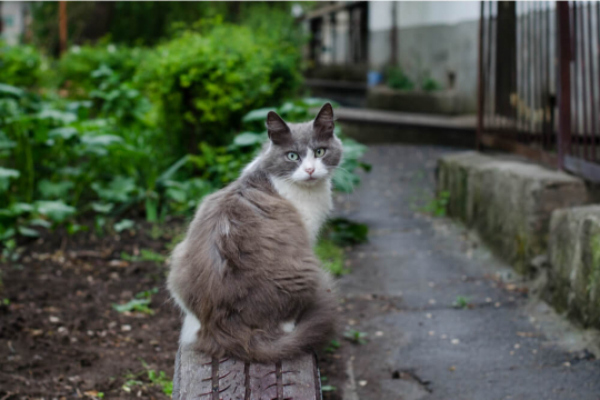Rabies in Cats: Causes, Symptoms, & Prognosis