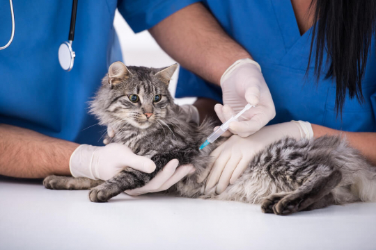 Rabies Vaccine For Cats: Cost, Side Effects And Effectiveness