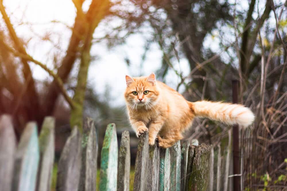 Cat Rabies Vaccination for Outdoor Cats