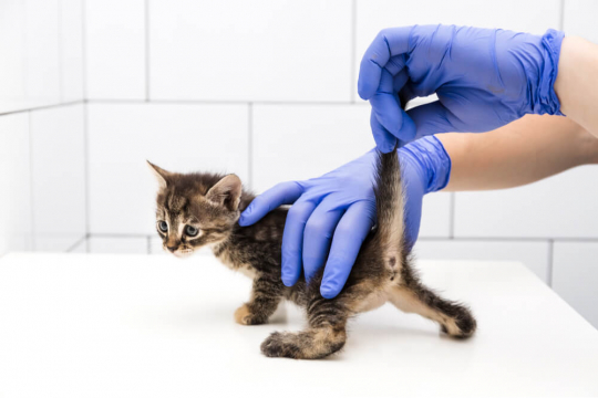 Sexing Kittens: How To Determine The Sex Of Your Kitten?
