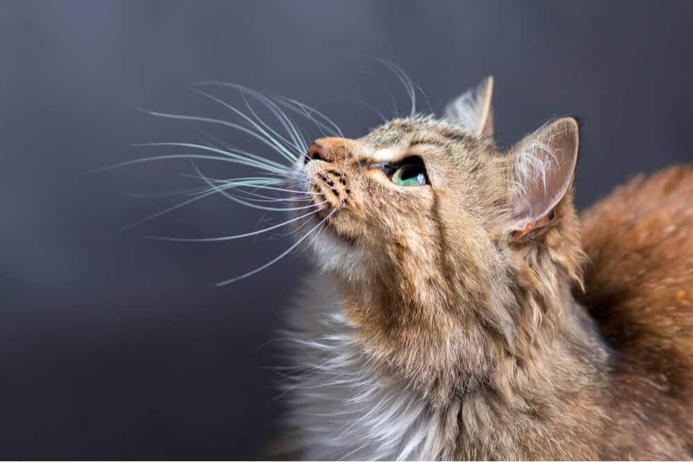 whisker fatigue article featured image