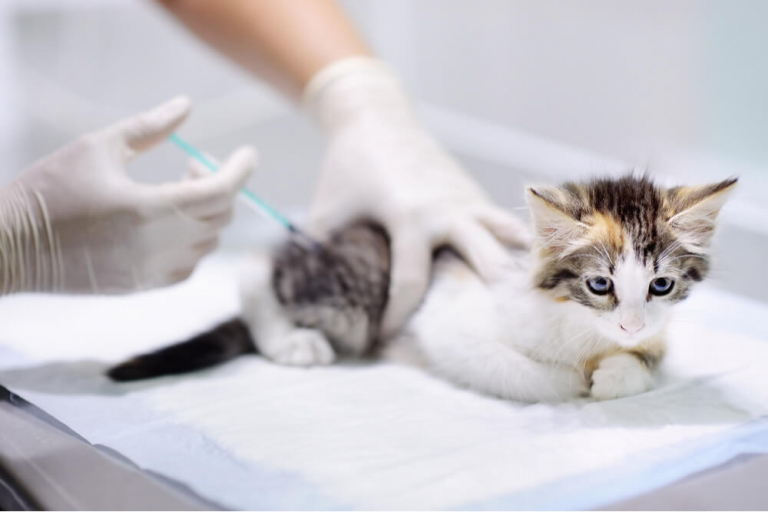 Cat Vaccinations: What You Need To Know?