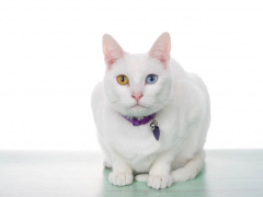 A feature image related to a cat coughing, highlighting the topic of feline health and respiratory issues.