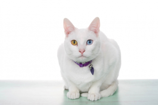 Cat Coughing: Causes and Treatment