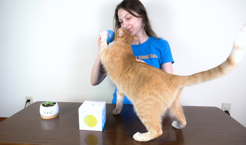 Cat trying Cheerble Wicked Ball