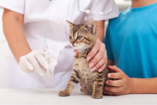 FVRCP Vaccine for Cats: Schedule, Cost & Side Effects