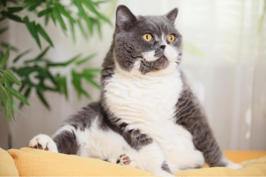 Fatty Liver Disease in Cats: Causes, Symptoms, and Treatment