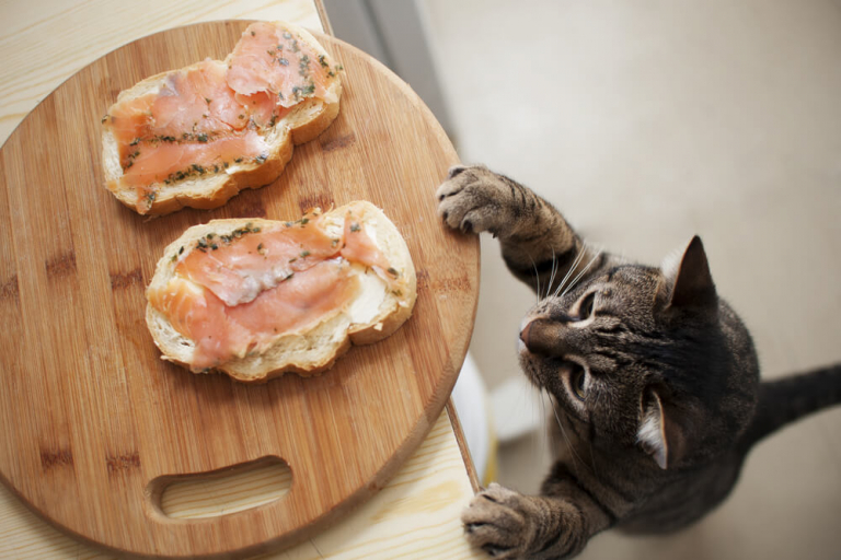 15 Human Foods That Are Poisonous & Toxic To Cats