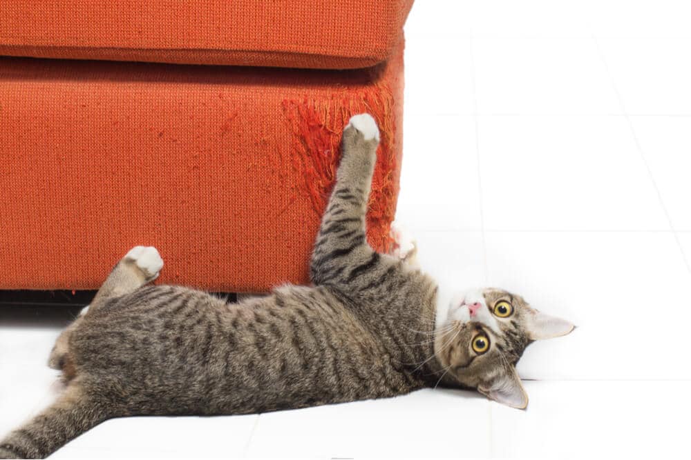 How to stop your cat scratching furniture feature