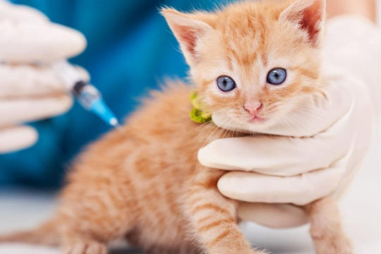 Distemper Vaccine for Cats (Schedule, Cost & Side Effects)