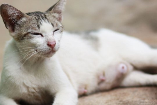 Pyometra in Cats: Causes, Symptoms, & Diagnosis