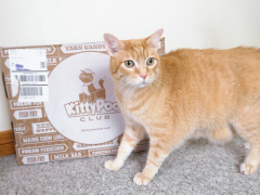Kitty Poo Club Review
