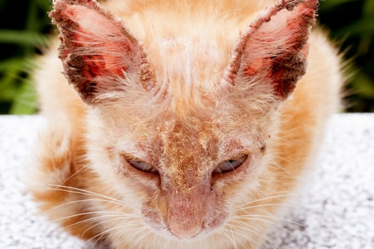 Mange in Cats: Causes, Symptoms, & Treatment