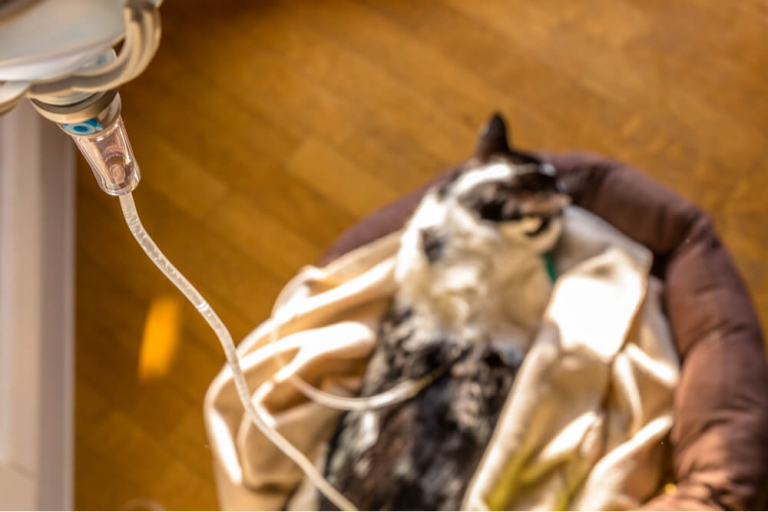 How To Give Subcutaneous Fluids To A Cat: A Step-by-Step Guide