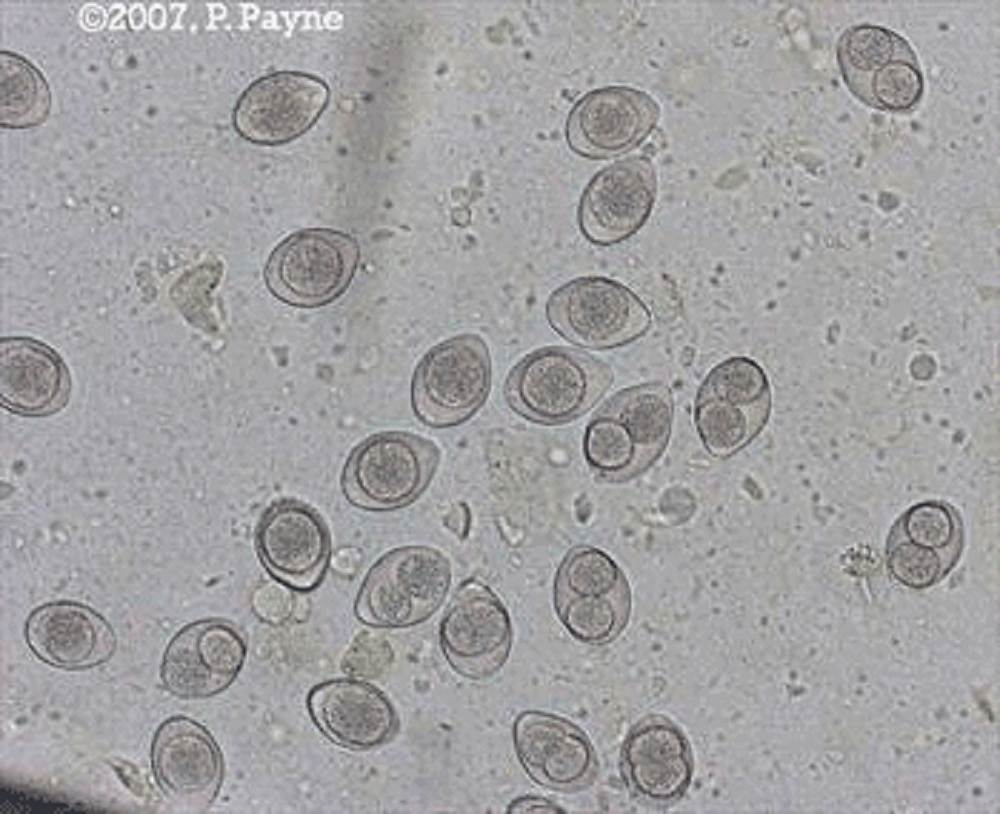 Coccidia