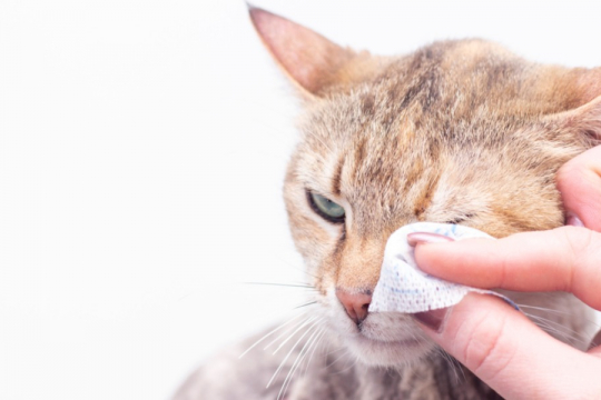 Conjunctivitis in Cats: Causes, Symptoms, & Treatment