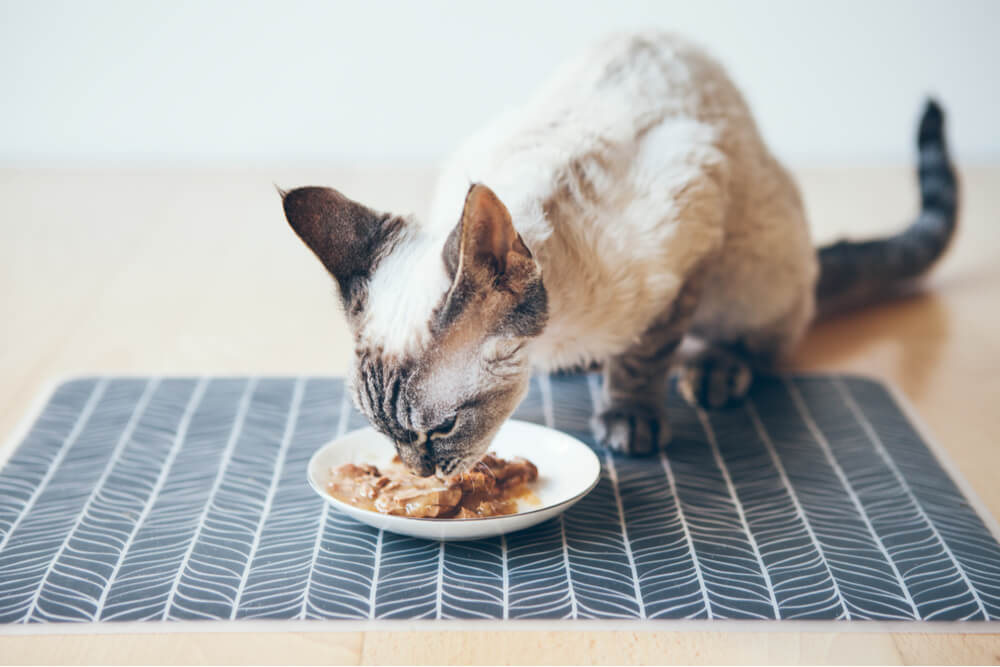 Devon Rex Eating Tuna