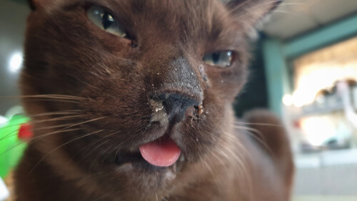 Image depicting the abbreviation FCV, representing Feline Calicivirus in cats.