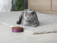A cat sitting next to a bowl of food.