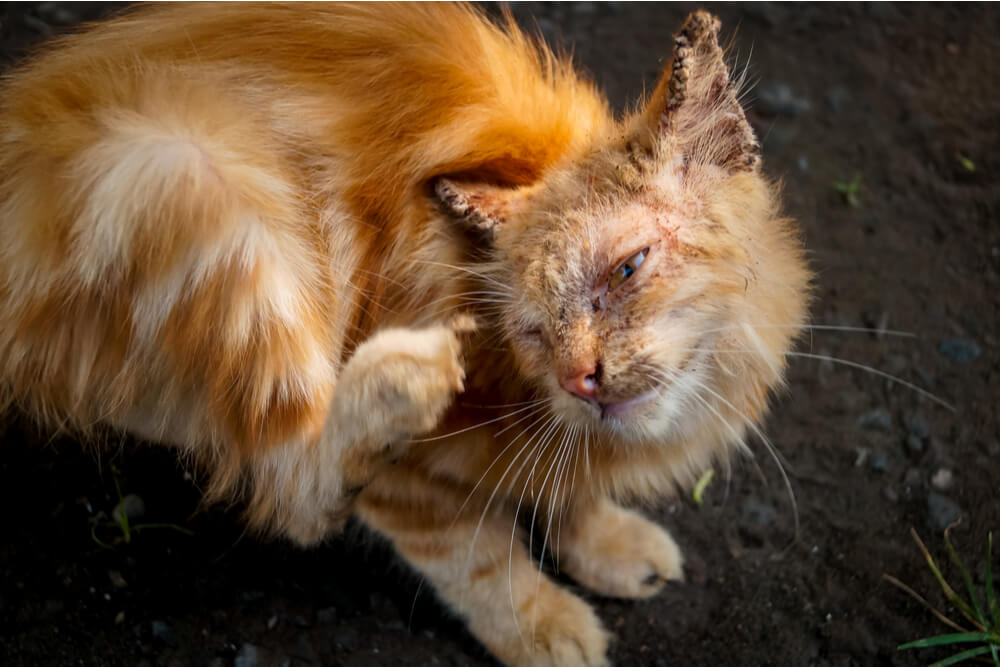 Symptoms of Mange in Cats